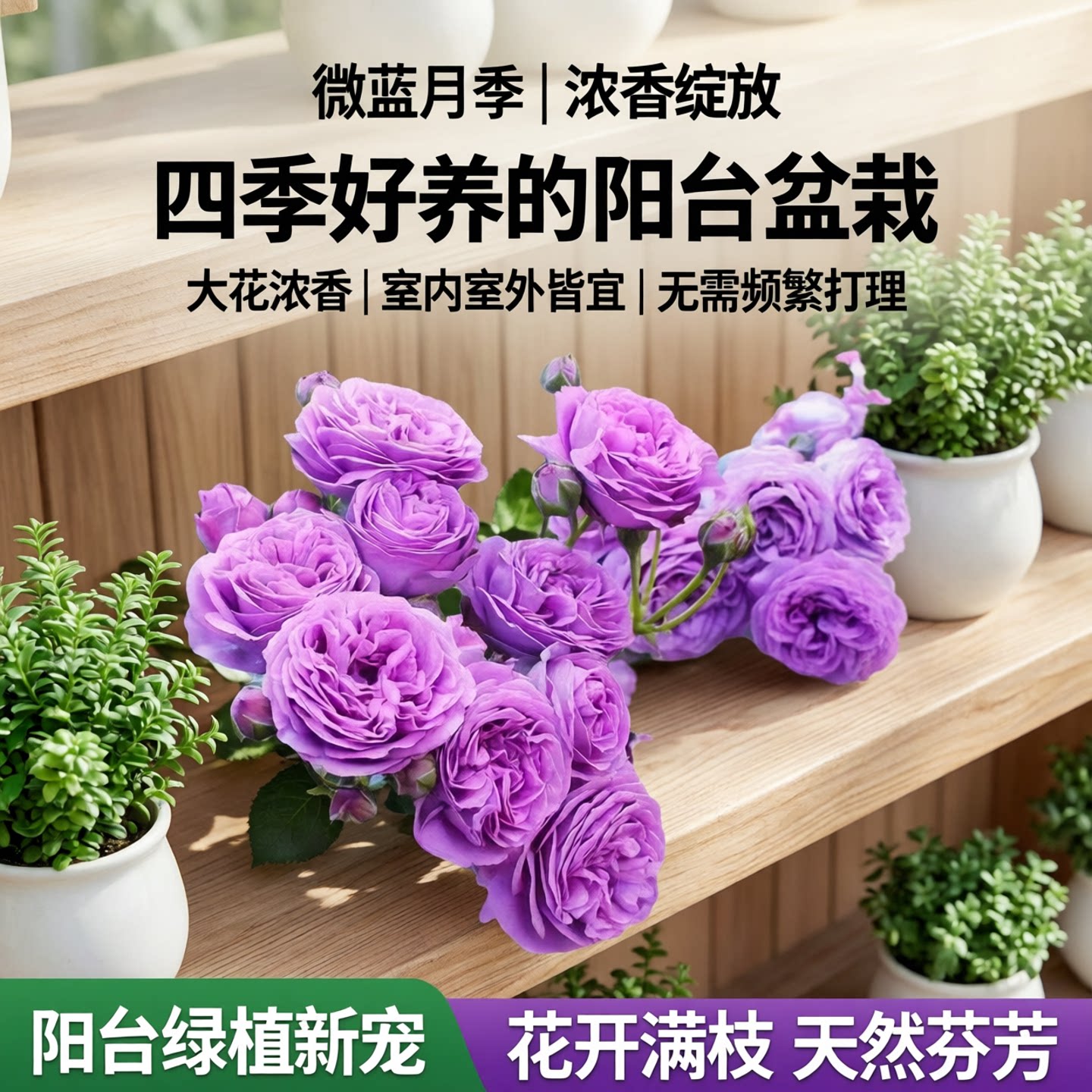 微蓝月季花苗开花大花浓香玫瑰室内阳台盆栽四季好养花卉绿植树苗