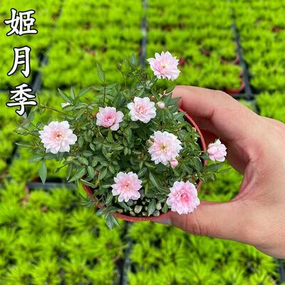 姬月季日本姬乙女姬超微蔷薇迷你微盆景阳台桌面四季花开盆栽花卉