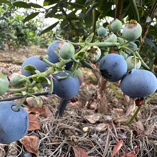 大凉山新鲜蓝莓孕妇水果小孩辅食应季 水果L25脆甜花香蓝莓现摘