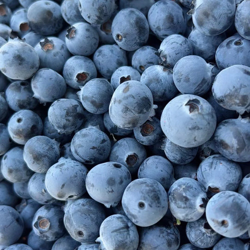 四川大凉山高山露天新鲜L25脆甜花香现摘现发