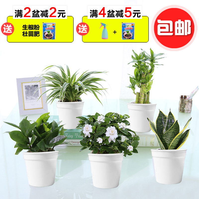 發財樹綠蘿水培綠植物梔子花苗吊蘭花卉辦公室內茉莉小盆栽富貴竹