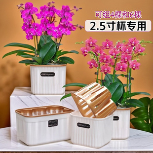 新款2.5寸杯专用组盆蝴蝶兰花小盆栽组合拼盆4-6棵小棵蝴蝶兰摆盆