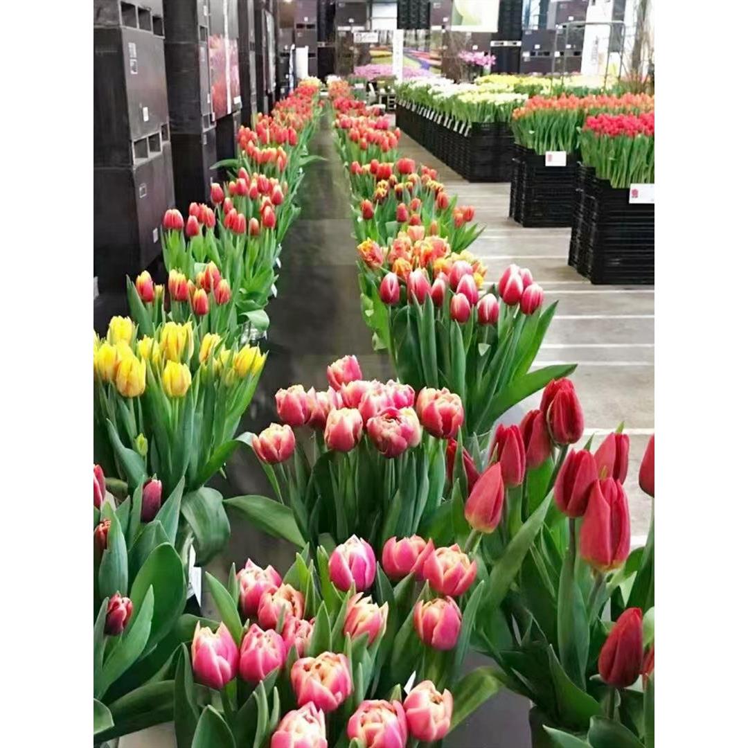 进口秋季耐寒花卉种子水培盆栽五度易活百合花苗发芽郁金香种球