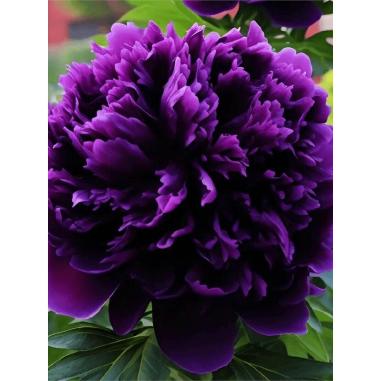 牡丹【龙腾紫啸】紫的牡丹 精品稀品种 8年老桩苗 木本花卉