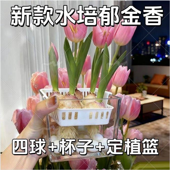 荷兰进口郁金香种球水培花卉植物室内外四季好养活土培郁金香