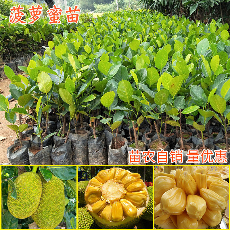 菠萝蜜苗树苗榴莲蜜泰国8号地盆栽嫁接马来西亚1号黄肉红肉果树苗