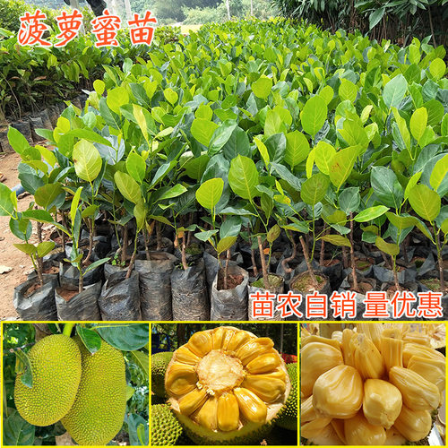菠萝蜜苗树苗榴莲蜜泰国8号地盆栽嫁接马来西亚1号黄肉红肉果树苗 - 封面