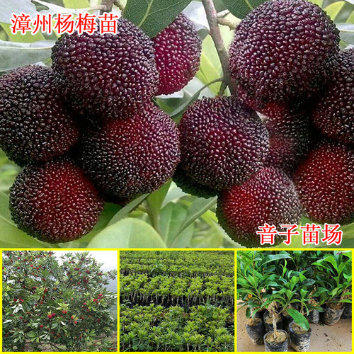东魁杨梅漳州杨梅嫁接苗树苗