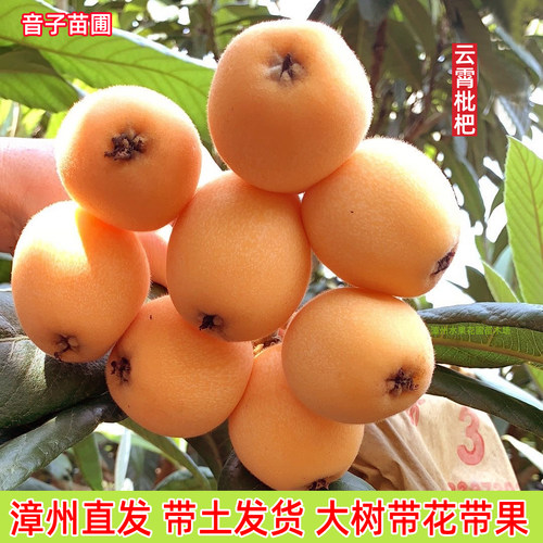 特大南北方种植枇杷苗当年结果
