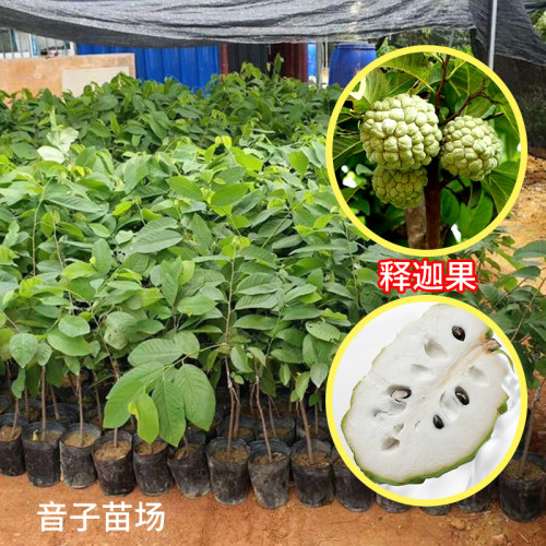 释迦果苗台湾凤梨番荔枝榴莲树苗