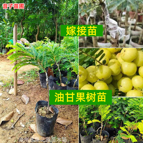 狮头甜种油甘嫁接苗四季结果