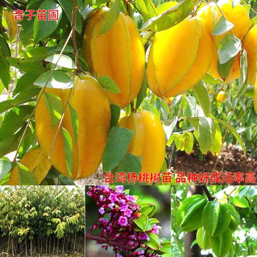 甜脆嫁接树苗台湾果树苗台湾杨桃