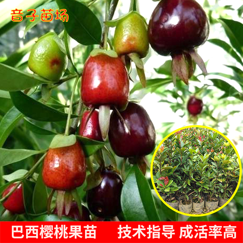 樱桃树苗车厘子巴西樱桃苗南方