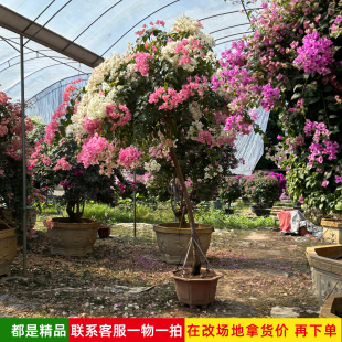 漳红樱三角梅盆栽带花苞高飘好养重瓣绿樱垂丝老桩大苗绿植物花卉