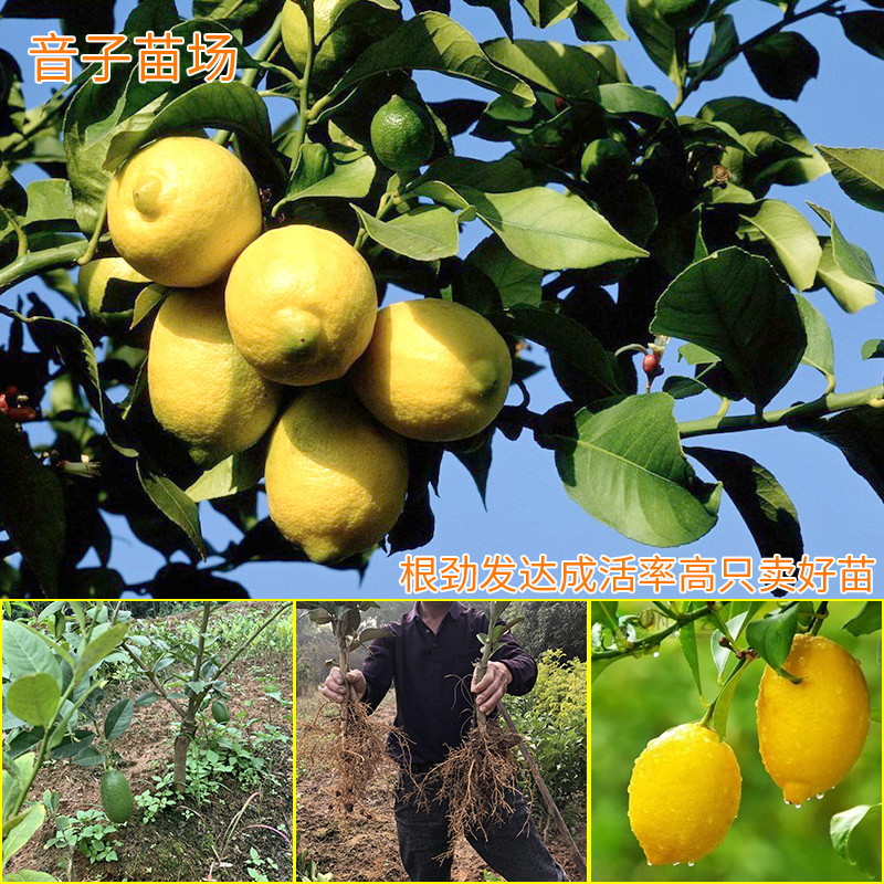 柠檬苗香水柠檬无籽嫁接四季结果