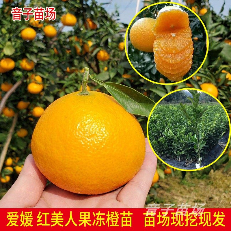 爱媛28号红美人树苗38号果冻橙南北方种植四川柑橘苗果树嫁接苗
