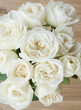 珍妮莫罗中苗 白色 大花浓香  灌木  楼顶阳台庭院盆栽绿植月季