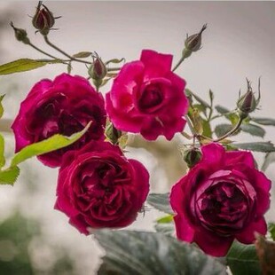 软香红 中国古老月季 多季勤开 浓香 阳台庭院可盆栽植物小苗花卉