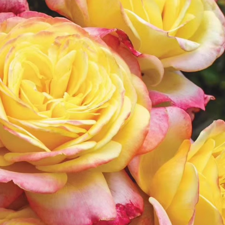 科德斯庆典月季花苗灌木大花