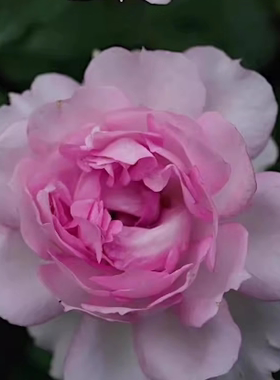 新品 玛莎 Martha 月季花苗 灌木浓香大花勤花月季 庭院阳台盆栽