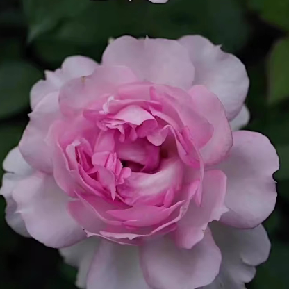 新品玛莎Martha月季花苗