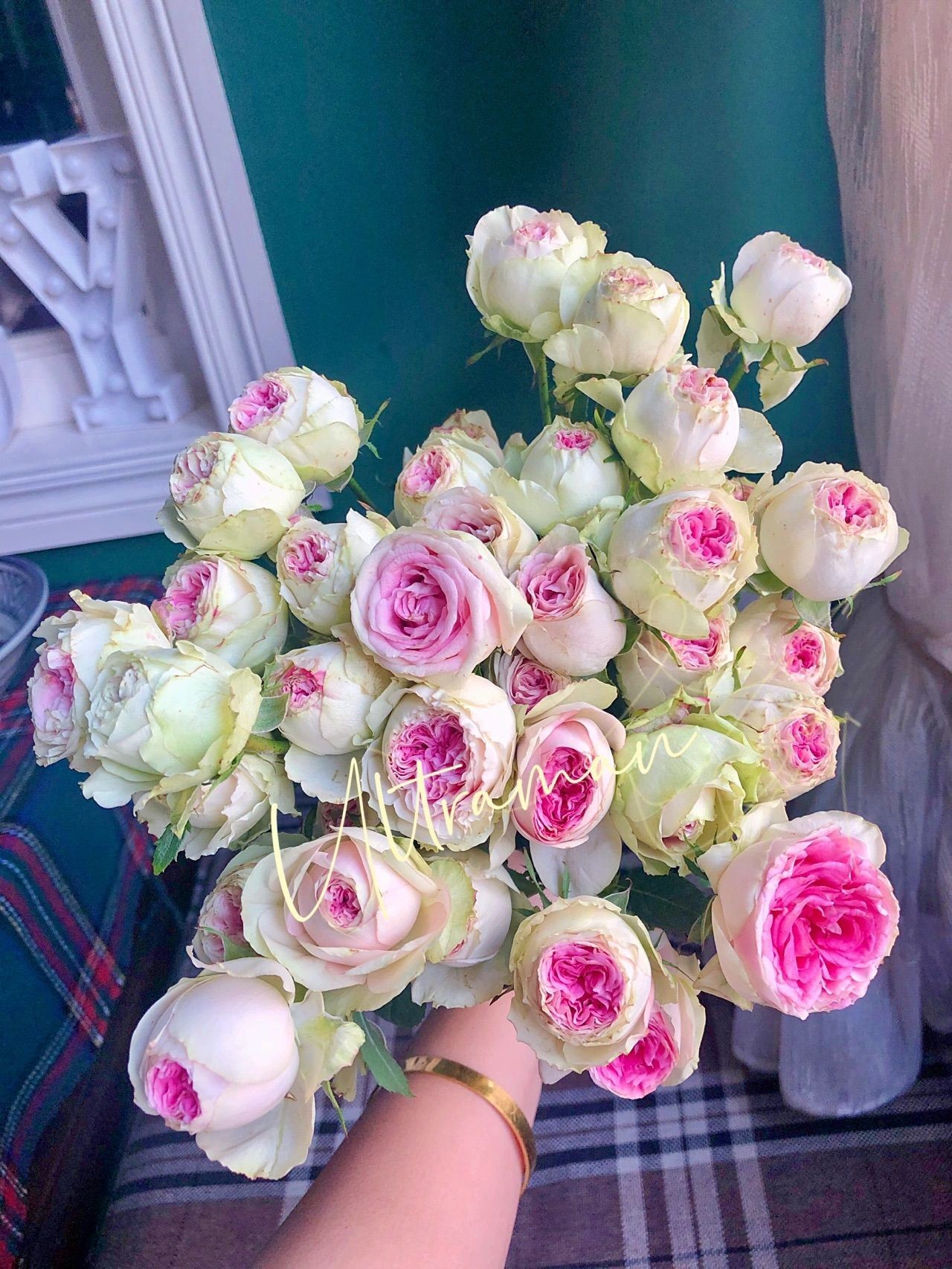 冰淇淋进口复色玫瑰月季小苗