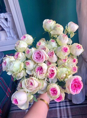 冰淇淋 进口复色切花玫瑰月季小苗 盆栽地栽绿色植物阳台庭院花卉