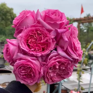 伯纳黛特·拉芳特小苗扦插浓香大花月季勤花抗病耐寒庭院绿植盆栽