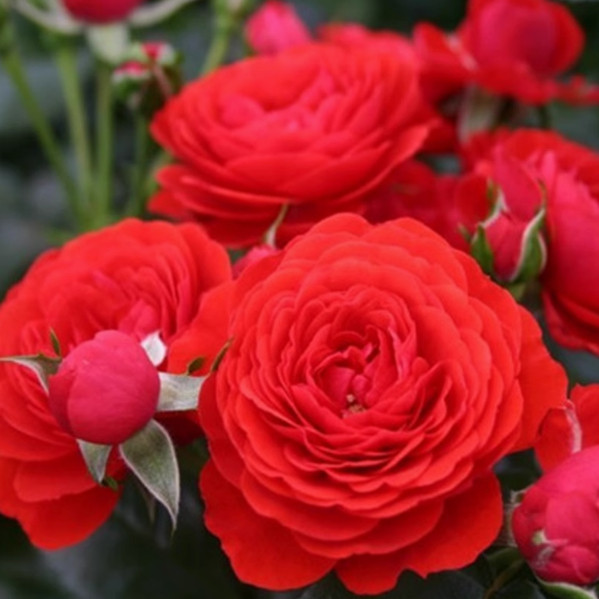 灌木月季奇卡门廊  小苗 抗病开花机器丰花月季盆栽阳台多头 月季