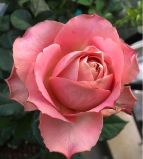 心之牵绊中苗 扦插复古月季玫瑰花苗 勤花直立灌木 庭院阳台盆栽