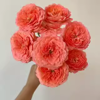 杏色果汁 中苗扦插月季 多季节机器绿植盆栽花卉庭院阳台