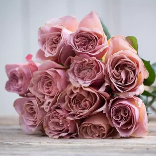 花苗 楼顶阳台庭院盆栽绿植月季 拿铁咖啡 切花