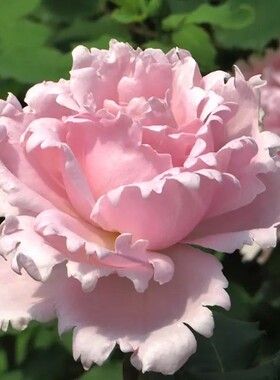 索菲罗莎月季苗进口欧月多 盆栽地栽绿色植物阳台庭院花卉