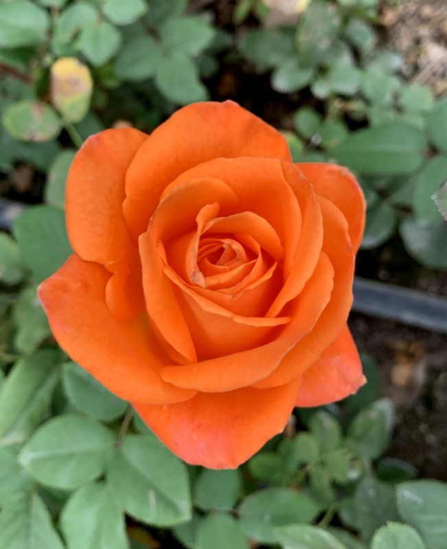 春色1号月季小苗稀有品种