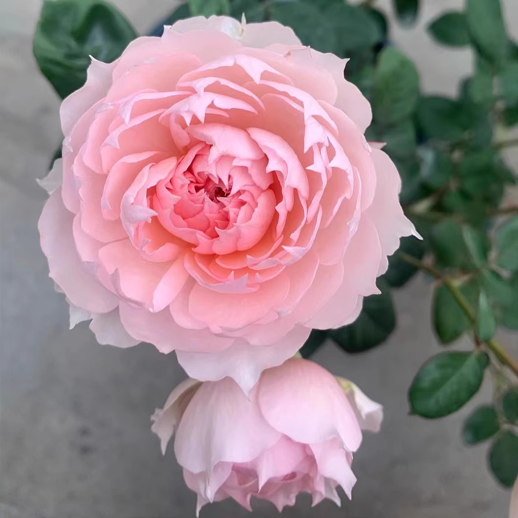 莫妮卡戴维中大苗  扦插粉色灌木耐寒抗病好养月季庭院阳台勤华