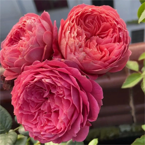 朱小碗中苗月季 灌木耐热四季勤花抗病包子型阳台庭院玫瑰