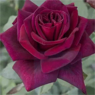 浓香升级版月季玫瑰花苗