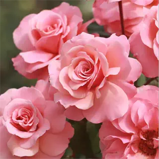 波提雪莉小苗 灌木直立多头四季勤花抗病阳台花卉植物盆栽超新品