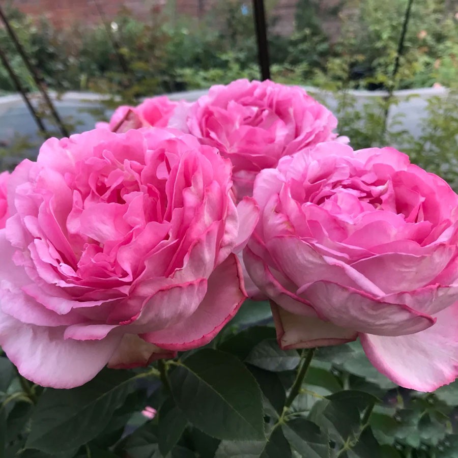 伊芙砂糖艺术中国 扦插月季大花浓香庭院阳台绿植 鲜花速递/花卉仿真/绿植园艺 绿植 原图主图