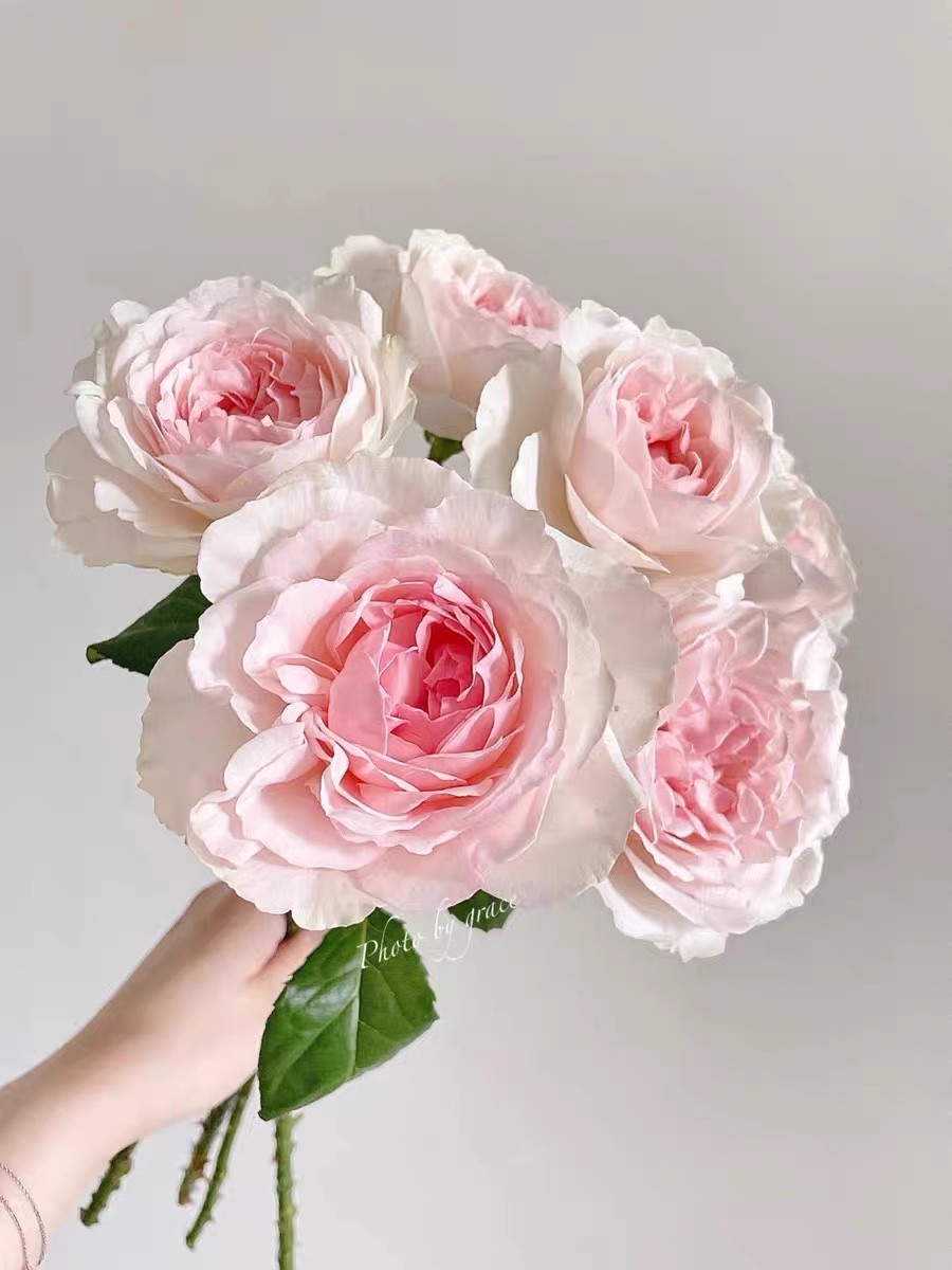 伊芙心愿中苗大花浓香月季