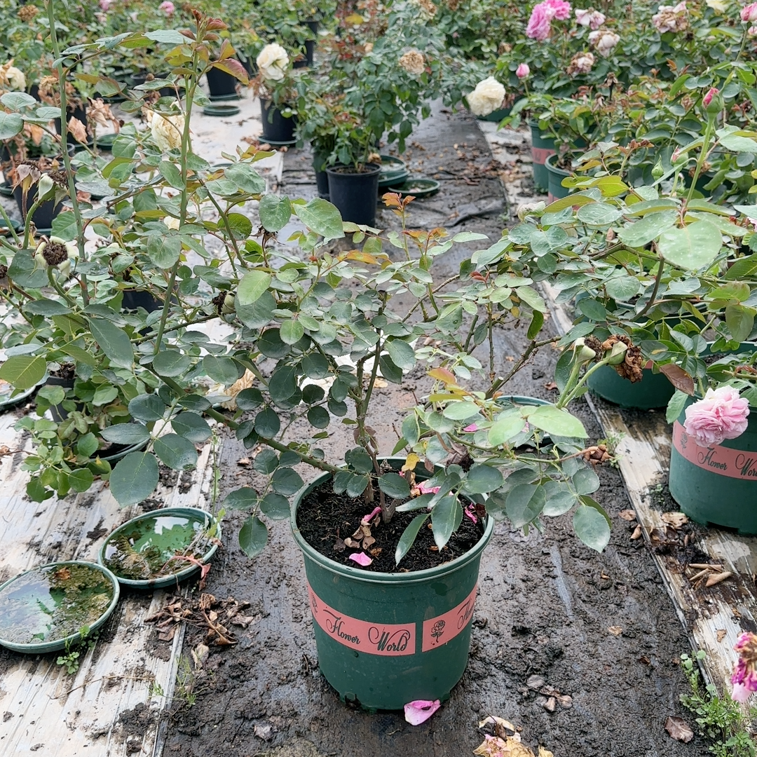 伊芙月读 两加仑中苗 扦插月季浓香大花玫瑰花苗阳台庭院盆栽地栽