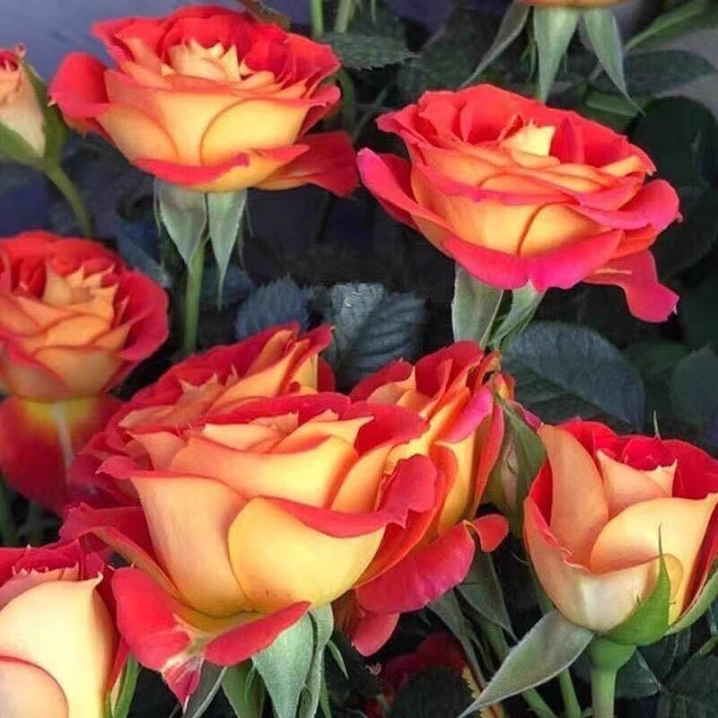 双鱼座/二乔中苗 复色多头四季勤花 阳台抗病好养耐热扦插盆栽,鲜花速递/花卉仿真/绿植园艺,月季/蔷薇/玫瑰,淘宝优惠券,粉丝福利购,淘宝优惠卷