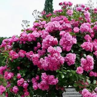 小仙女小苗微月月季花苗盆栽阳台丰花淡粉色小花四季灌木耐热