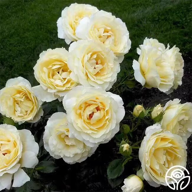 大赦G际-柠檬雪酪月季小苗 超新品浓香大花藤本月季四季庭院好养