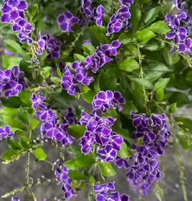 蕾丝金露巧克力中苗多分枝木本灌木盆栽紫色树苗带花四季阳台庭院