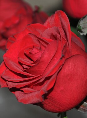 传奇 红色大花月季玫瑰小苗直立好 多季开花勤花 净化空气室外