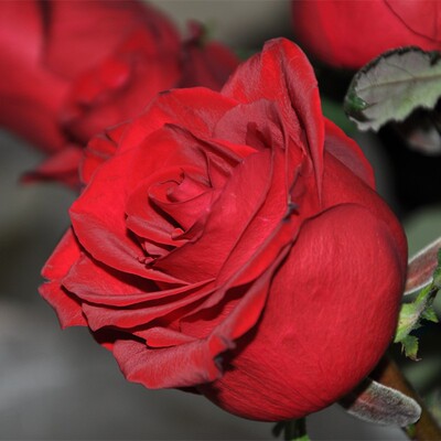 春色满园传奇月季大花红玫瑰阳台