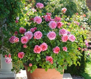 灌木耐热多头阳台花卉盆栽花苗 奥斯汀月季 肯特公主 大花浓香