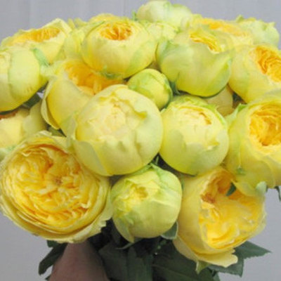 卡特琳娜小苗切花月季 黄色直立 抗病耐热耐开春色满园月季园