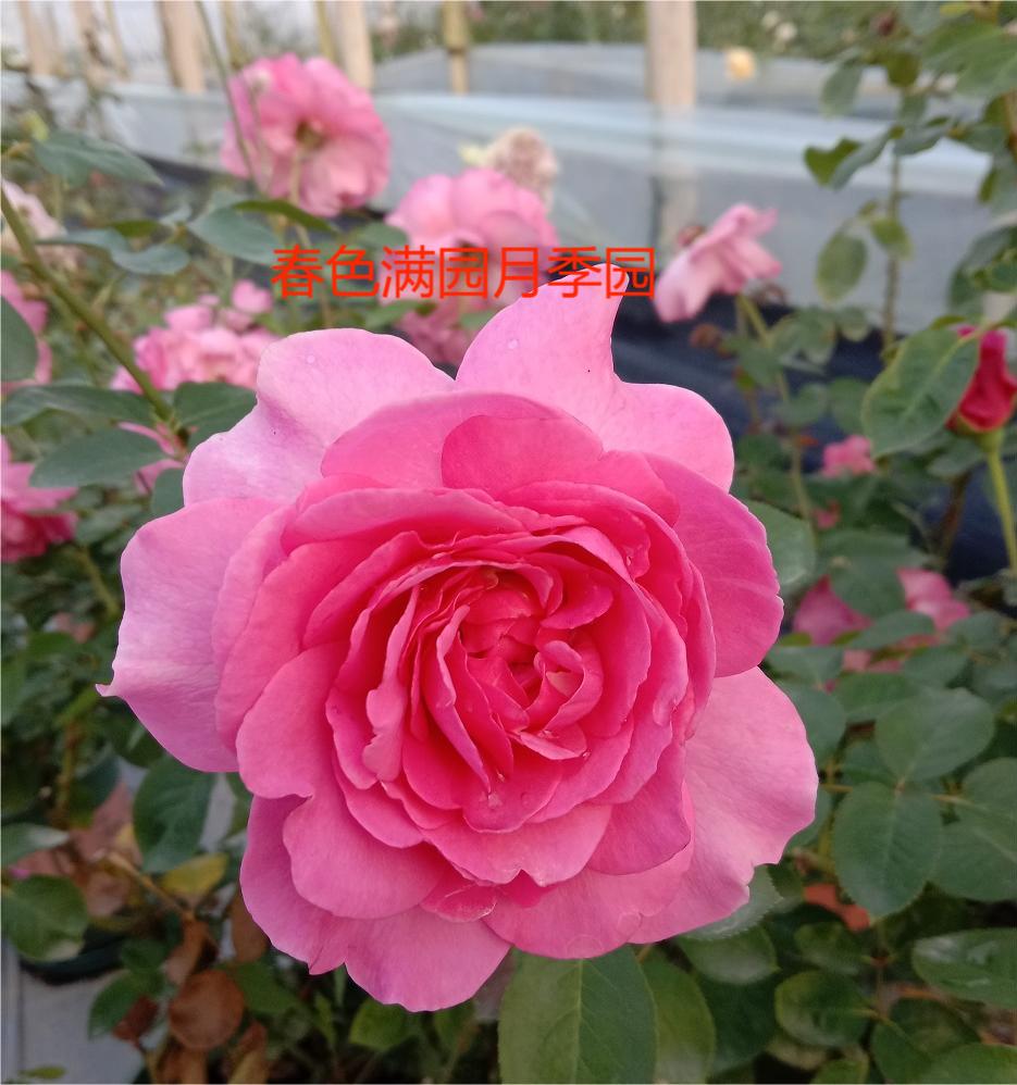 伊芙月读 扦插月季小苗粉色浓香波浪边大花 栽好阳台庭院